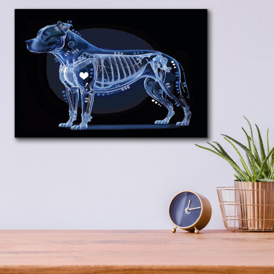  'Xray Pitbull ' by Dean Russo Acrylic Glass Wall Art, 16" x 12"