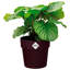 Plant Pot Nude 18 x 17cm 2.9 L-95461392-95461390