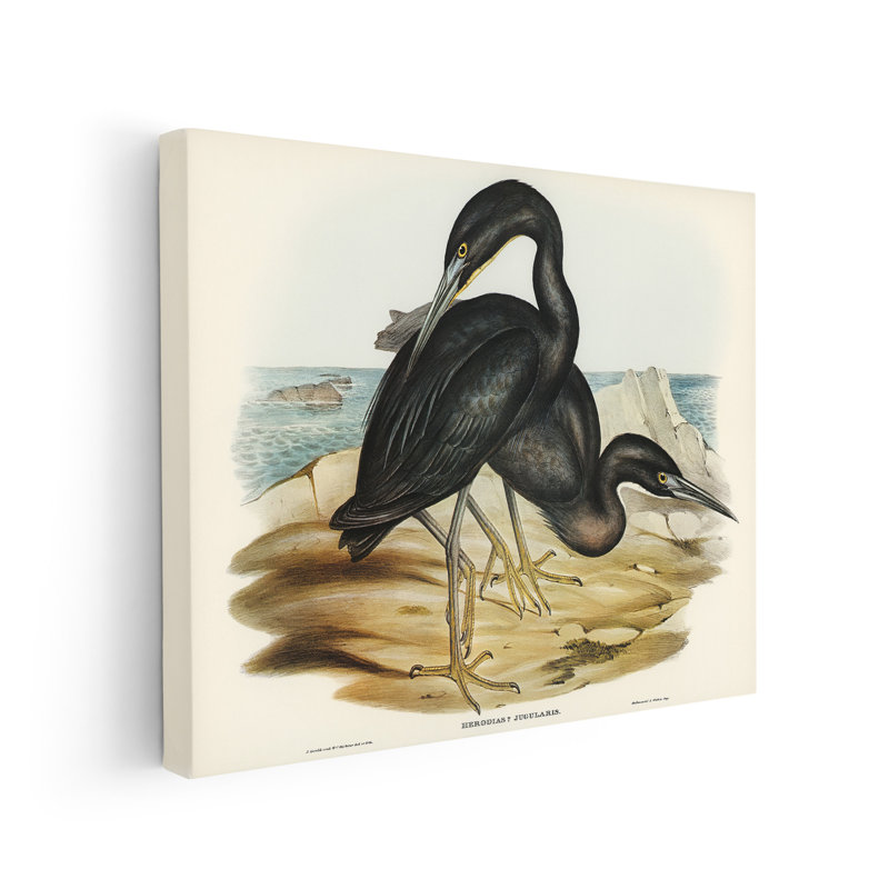 Héron récif bleu, Unframed, Canvas, 08"H x 10"W