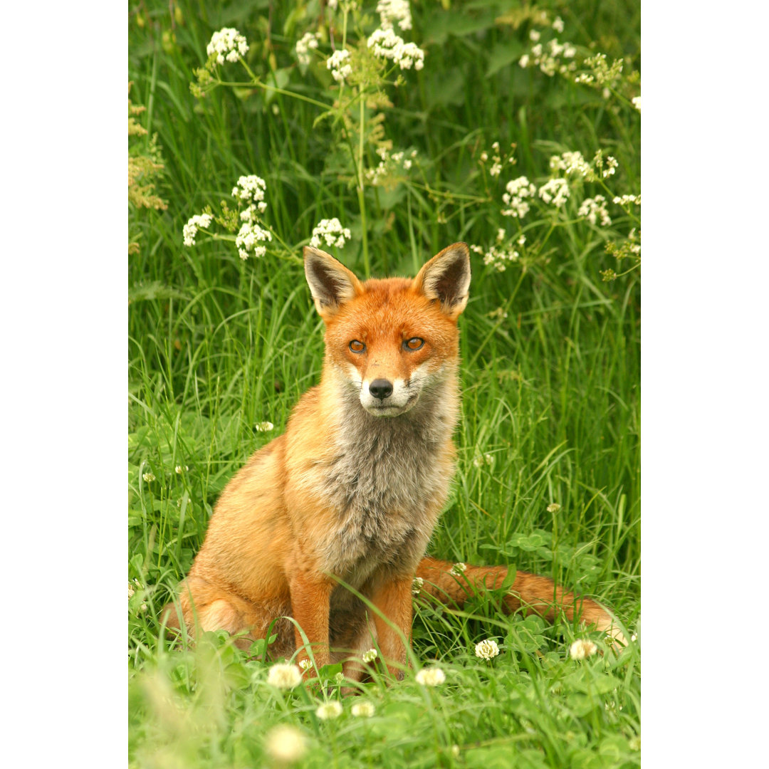 Fuchs mit Schirmen von AtWaG - Druck auf Leinwand ohne Rahmen