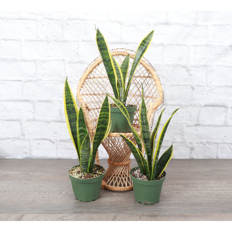 Live Variegated Snake Plant Set