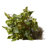 Pothos Ledge Plant Silk Plant