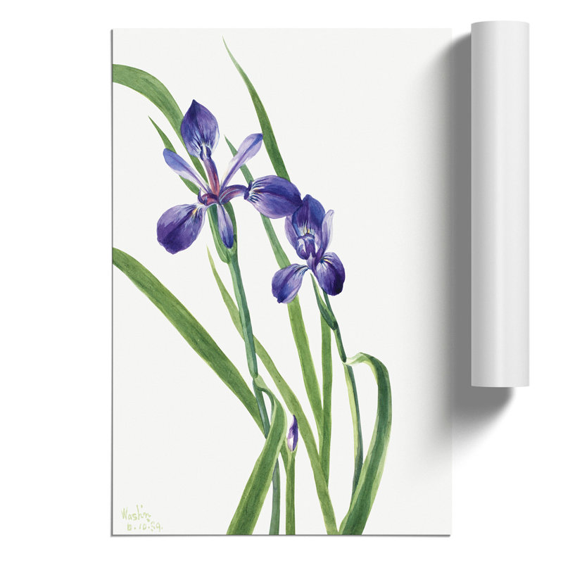 Iris by Mary Vaux Walcott - Frameless Print, 59cm H x 42cm W x 0.1cm D
