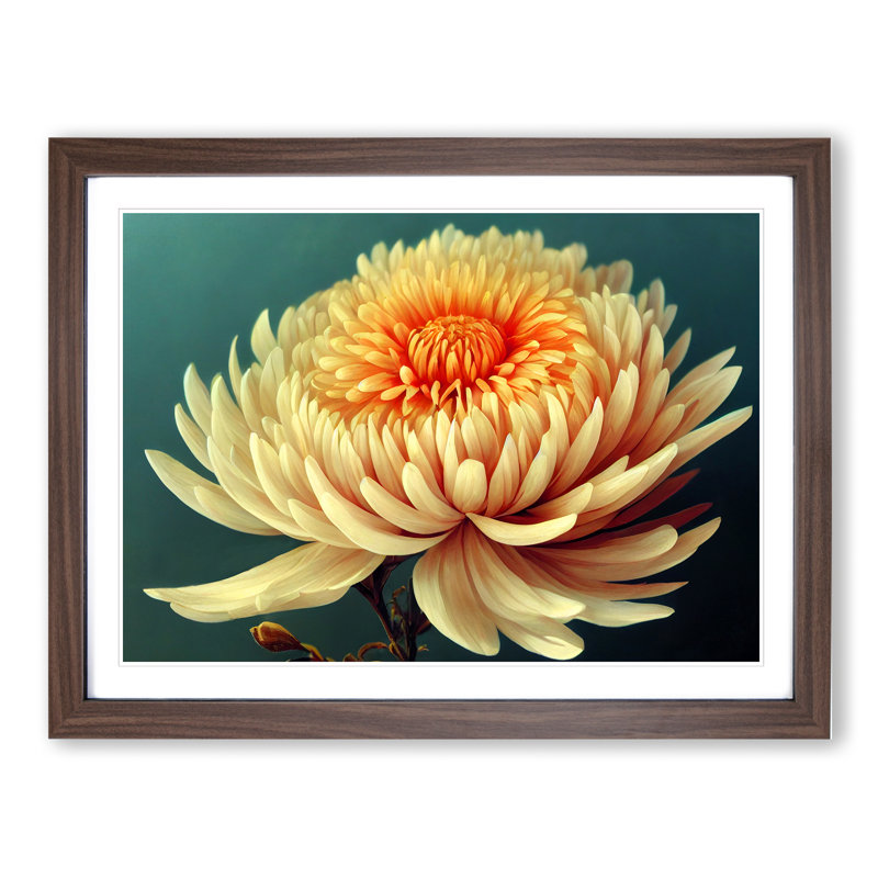 Angelical Chrysanthemum Flower - Framed Print, Walnut