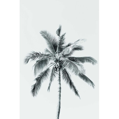 Palmier noir et blanc