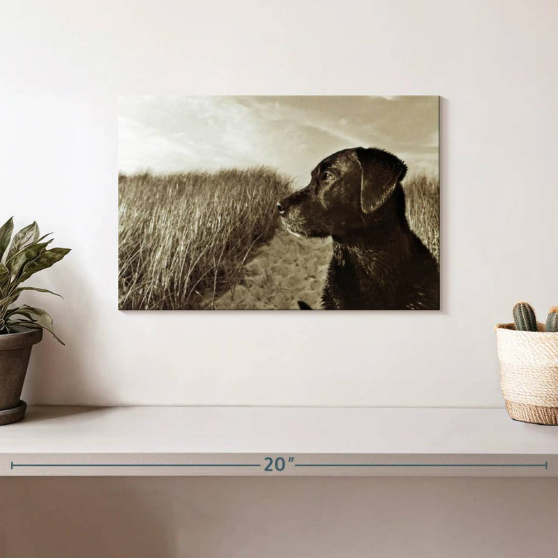 Black Lab à la plage, H 8 po x l 12 po