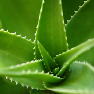 Cactus by Tunart