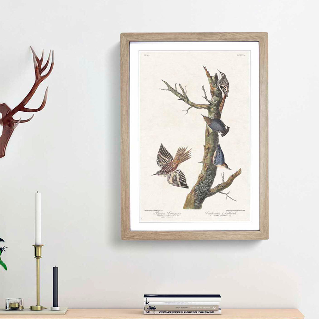 Nuthatch and Creeper Birds by John Audubon - Framed Print