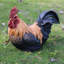Statue de coq accroupi