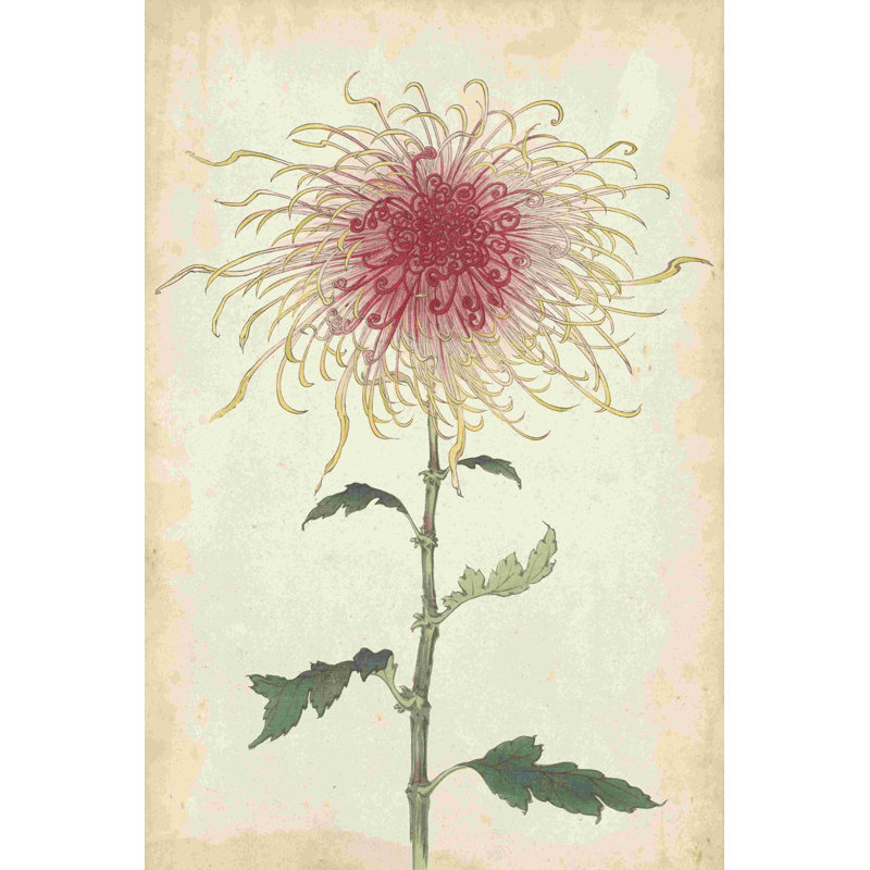Elegant Chrysanthemums I, H 18 po x l 12 po