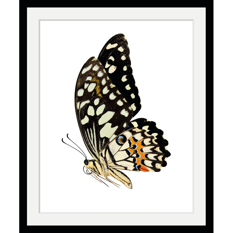 Butterfly - Single Picture Frame Print