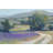 Lavender Meadow I by Tim O'Toole - Print on Canvas-1659709750-1738843863