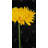 Chrysanthemum - Rustic Yellow Canvas for Home Decor | Art