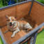 Grande niche pour chien en bois massif de 45 po, toit en plastique PVC imperméable, portes en bois respirantes