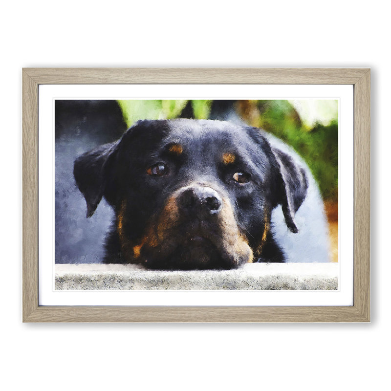 Rottweiler Dog - Picture Frame Graphic Art, 27cm H x 36cm W x 2cm D, Oak Framed