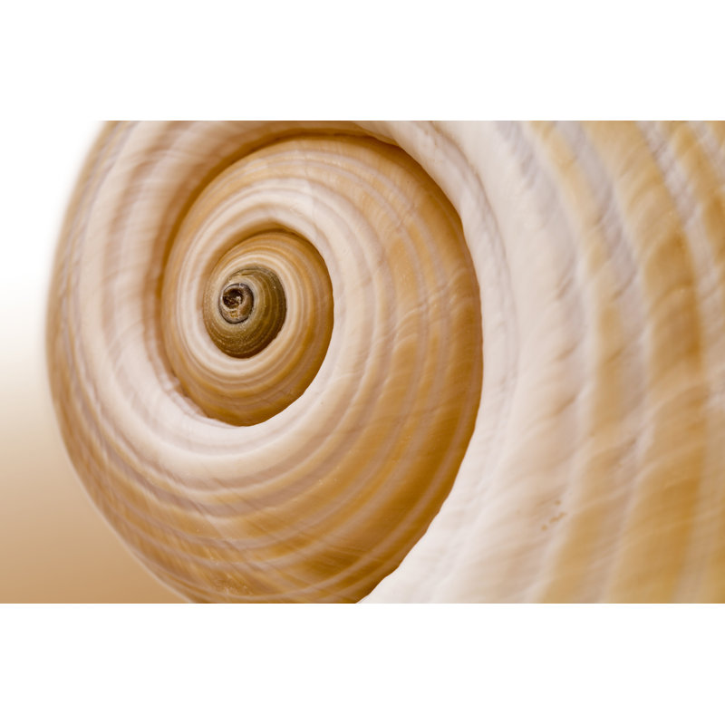 Empty Snail Shell - Wrapped Canvas Print, 51cm H x 76cm W