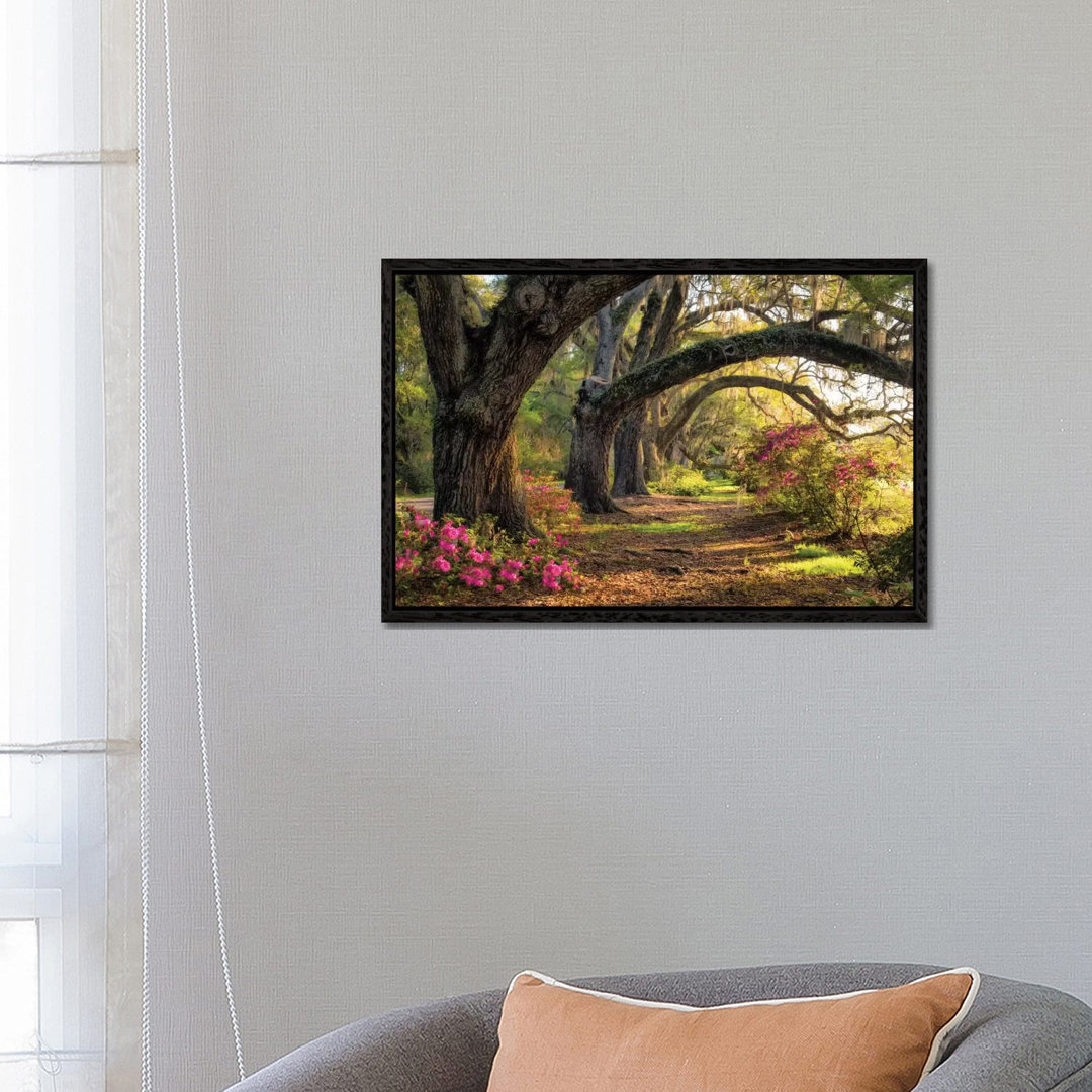 Under The Live Oaks I von Danny Head - Galerie- Giclée auf Leinwand