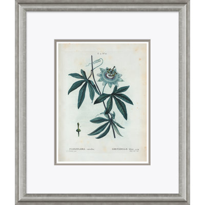 Passion Flower Giclee Print by Paul Cezanne