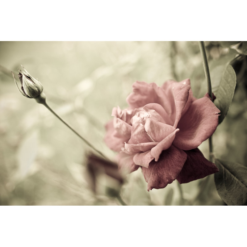 Flower In The Garden by Michellegibson - Wrapped Canvas Print, 30cm H x 46cm W x 3.8cm D
