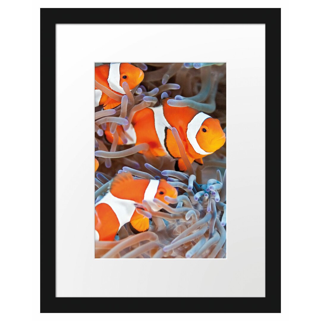 Gerahmtes Poster Clown Fische in Anemone