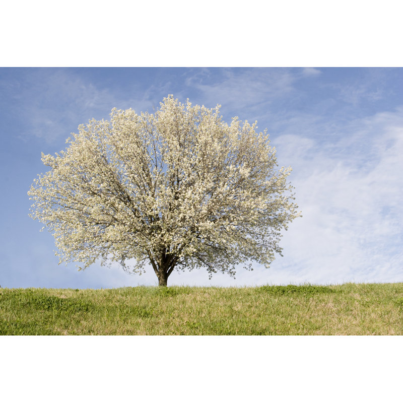 Bradford Pear Tree by Teeniemarie - Wrapped Canvas Print, 20cm H x 30cm W