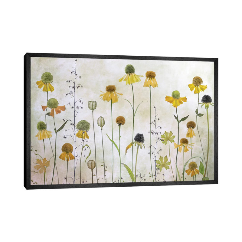 Helenium by Mandy Disher - Print on Canvas, Black Framed, 66.04cm H x 101.6cm W x 3.81cm D