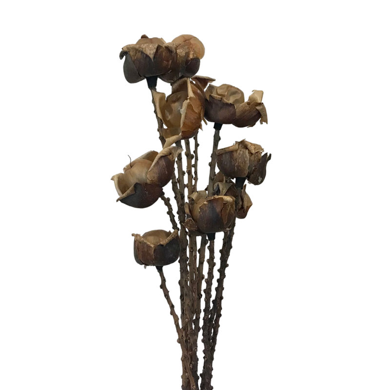 Verano Arrangement