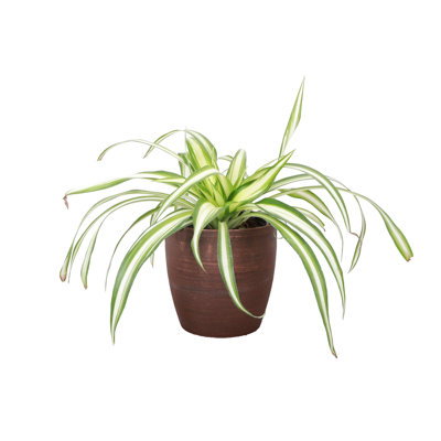 Live Spider Plant in Classic Pot