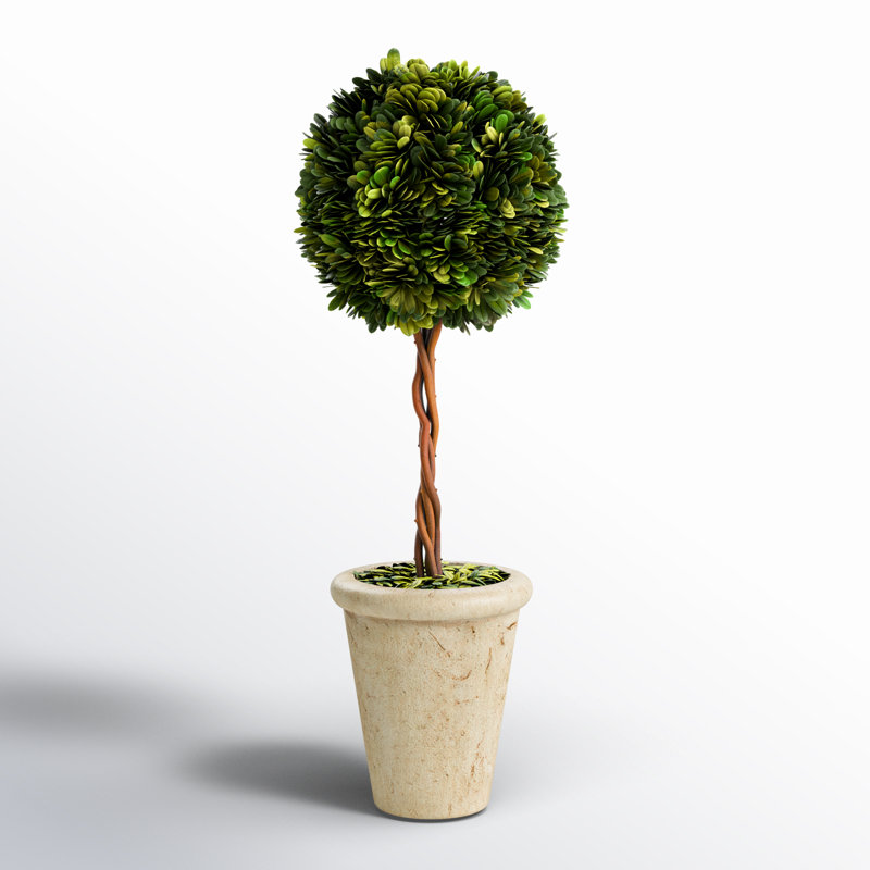 Thisbe 18.5'' Boxwood Topiary in Earthenware Pot