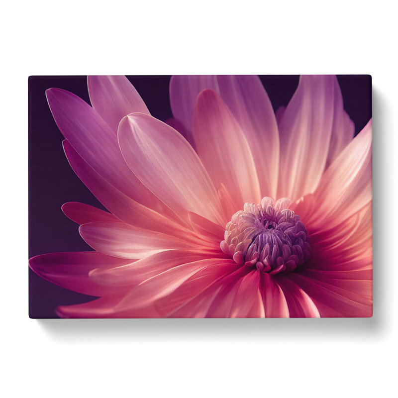 Cute Chrysanthemum Flower Vol.4 - Wrapped Canvas, 50cm H x 76cm W x 3cm D
