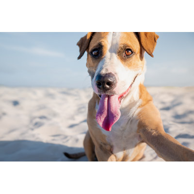 Dog Taking Selfies by Photoboyko - Wrapped Canvas Print