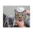 Cute Tabby Gray Cat Bathee Canvas Wall Art