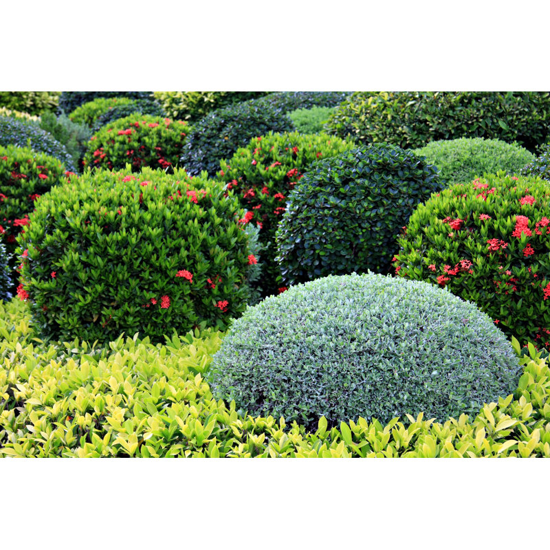 Garden by HannamariaH - Wrapped Canvas Print, 30cm H x 46cm W