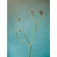Tiny Seed Pod Print by Scott Norris-65825438-65849648