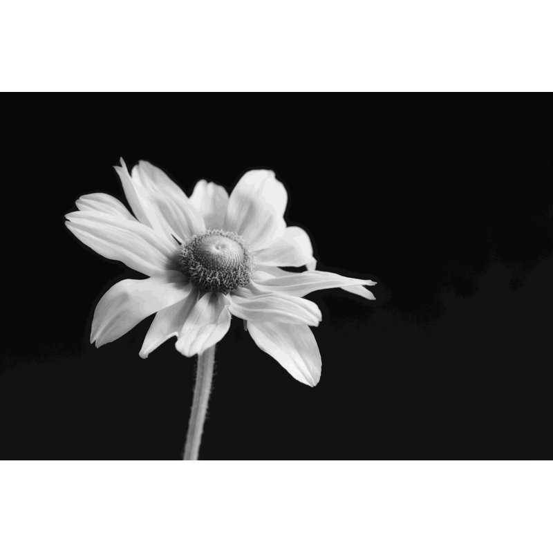 «Elegance Floral I» par Dianne Poinski - impression sur toile tendue, H 8 po x l 12 po x P 1,25 po