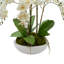 Orchid Arrangement in Ceramic Planter