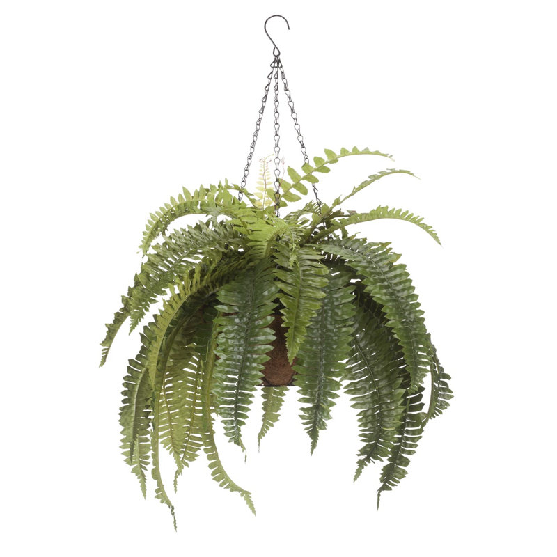 OakRidge Fully Assembled Fern Hanging Basket