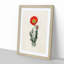Illustration of a Poppy Flower - Picture Frame Painting Print-55579226-55579227