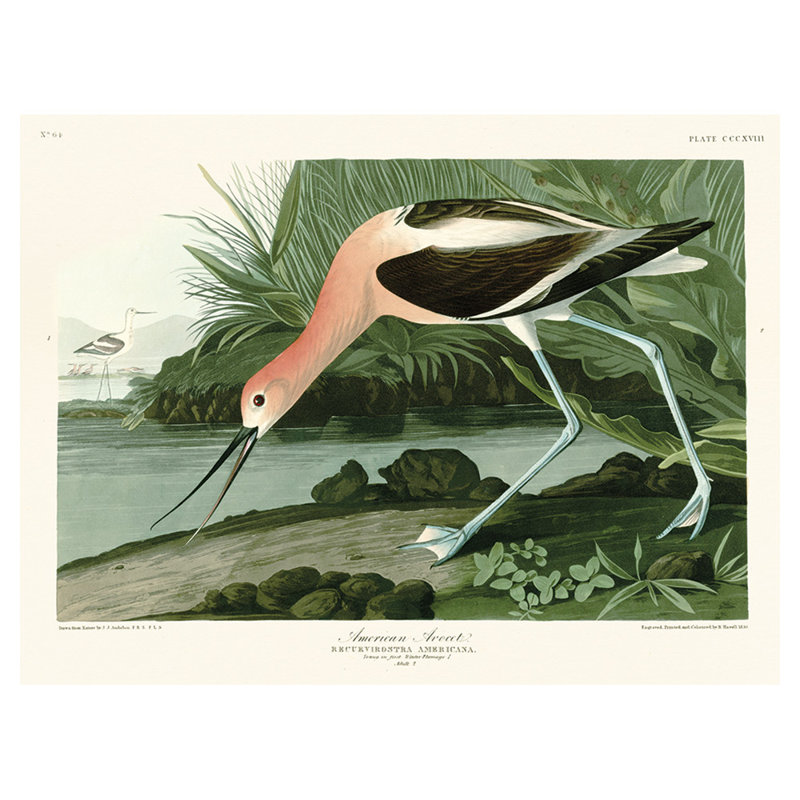 JOHN JAMES AUDUBON (AMERICAN AVOCET) 60X80 CANVAS - Wrapped Canvas Canvas