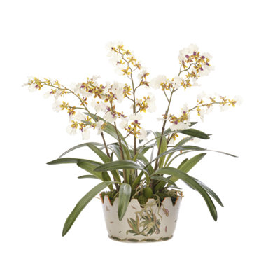 Orchid Oncidium, Cream Yellow, Ceramic Bowl, 31wx29dx29h