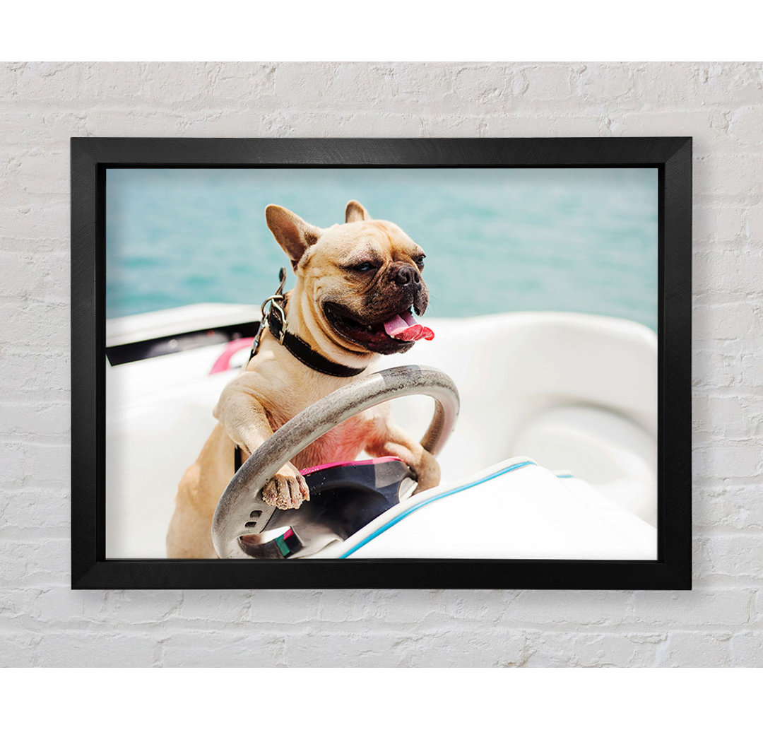 Speed Boat Französische Bulldogge - Einzelner Bilderrahmen Kunstdrucke