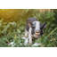 Figurine cochon