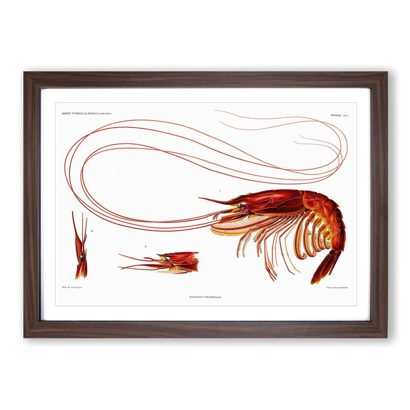 Shrimp Illustration by Albert I - Picture Frame Painting Print, Walnut Framed, 27cm H x 36cm W x 2cm D