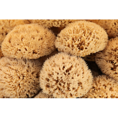 Paderborn " Natural Sea Sponges "