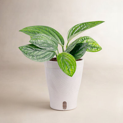 Costa Farms Trending Tropicals Monstera Peru Plant