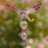 Bethlehem Weather Resistant Insects Garden Stake