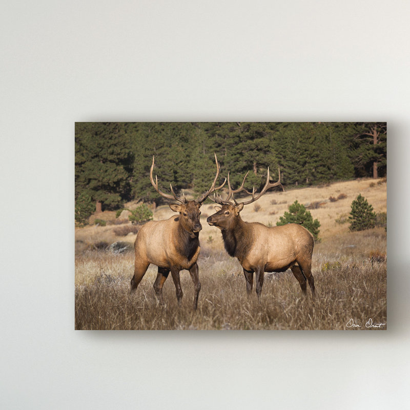 «Elk Study IV» par David Drost - reproduction de photo sur toile, H 12 po x l 19 po x P 2 po