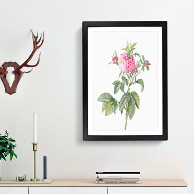 Pink Agatha Roses by Pierre-Joseph Redoute - Picture Frame Painting Print
