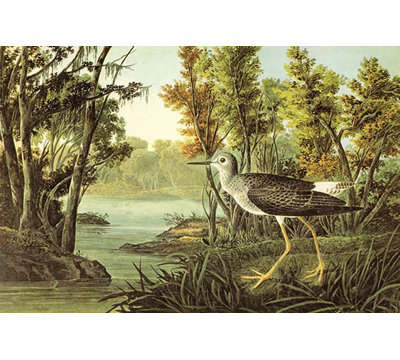 Lesser Yllow Legs - Print