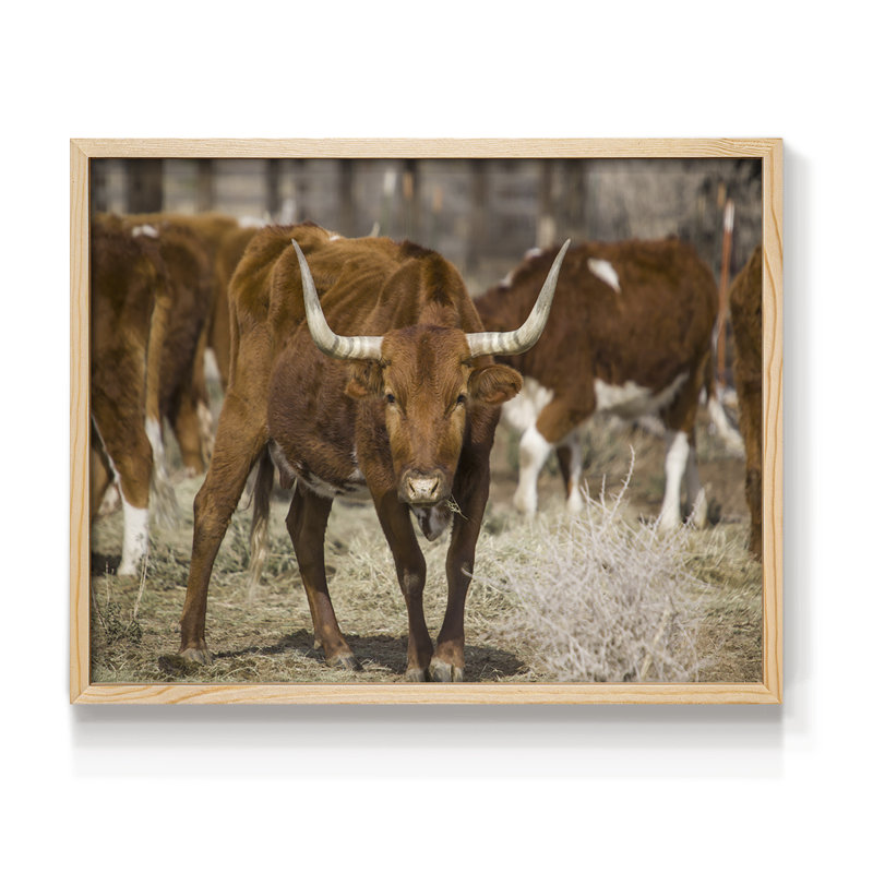 Longhorns - impression encadrée - réarmable, Naturel, H 11 po x l 14 po
